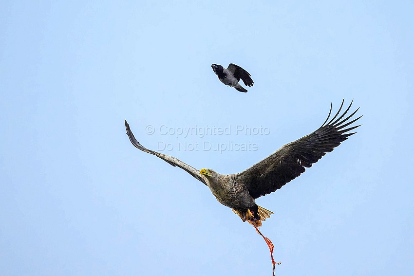 Mull Wildlife Breaks